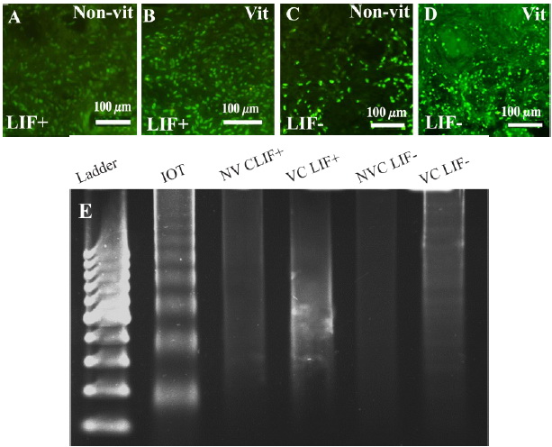Figure 3. TUNEL assay in the non-vitrified&ndash;LIF+ group (A), vitrified&ndash;LIF+ (B) non-vitrified&ndash;LIF&ndash; (C) and vitrified&ndash;LIF&ndash; (D) groups is shown. Total DNA gel electrophoresis in cultured human ovarian tissue (E). The DNA laddering pattern was present in the apoptosis-induced ovarian tissue (IOT) but not in the non-vitrified&ndash;LIF+ group (NVC LIF+), vitrified&ndash;LIF+ (VC LIF+), non-vitrified&ndash;LIF&ndash; (NVC LIF&ndash;) and vitrified&ndash;LIF&ndash; (VC LIF&ndash;) groups. Ladder: 100-bp molecular weight marker. The comparison of caspase 3/7 activity among all cultured human ovarian tissue is shown in part (B). Maximal activity was seen in apoptosis-induced mouse thymus (T). Non-vitrified&ndash;LIF&ndash; (NVCLIF&ndash;); vitrified&ndash;LIF&ndash; (VCL IF&ndash;); non-vitrified&ndash;LIF+ (NVCLIF+); vitrified&ndash;LIF+ (VCLIF+) groups. RLU: Relative luminescence units/&micro;g of total protein. *: Sig-nificant differences between LIF-treated and non-LIF-treated groups (p&lt;0.05)