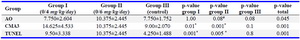 Table 1. The results of sperm analysis in two experimental groups; dose 0.6 mg/kg/day (I) and dose 0/4 mg/kg/day (II) and control group (III)
The results are shown as mean&plusmn;SD (p&lt;0.05. For the analysis of data, one way ANOVA was used. AO: Acridine orange, CMA3: Chromomycin A3, TUNEL. * Significant difference between group III and the two experimental groups on CMA3 and TUNEL staining. # Significant difference between group II with groups I and III on AO staining