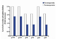 Figure 2. Quantitation of changes in protein phosphorylation
following sperm capacitation in normospermic and teratospermic
samples. Changes in the level of phosphorylation
were expressed as a fold increase over the controls (the
uncapacitated samples).