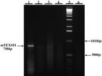 Figure 1. PCR optimization on mouse testis cDNA by MgCl2 gradients.  1-4: MgCl2 concentrations from 1 to 4 mM, respectively, 5: 1Kb DNA ladder, 6: negative control (no DNA).