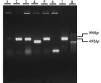 Figure 2. Coloy PCR on transformed JM109 clones by pGEM-T Easy vector carrying mTEX101 gene.  1-5: 5 selected white colonies, 6: negative control (blue col-ony), 7: positive control (PCR product on testis cDNA), 8: DNA ladder VIII (Roche).