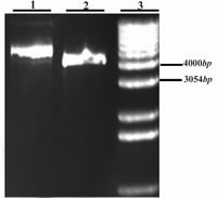 Figure 4. Double digestion of pET-28a (+) expression vector with restriction enzymes.  1: digested pET-28a (+) with EcoRI and NotI, 2: uncut pET-28a (+), 3: 1Kb DNA ladder.