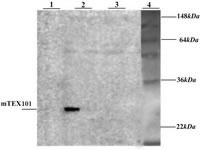 Figure 6. Western blot analysis of production of the recombinant mTEX101 in BL21 (DE3) bacteria.  1: BL21 (DE3) containing mTEX101 gene after induction, 2: BL21 (DE3) containing mTEX101 gene before induction, 3: Untransfected BL21 (DE3), 4: Protein marker (See Blue-Invitrogen).