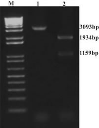 Figure 2. PvuII digestion of the human ~3kb PCR product. This enzyme recognizes a CAG CTG sequence in human PERF15 gene and cuts this gene into 2 fragments of 1159bp and 1934bp. Lane 1:  undigested human PCR product amplified with hP1/hP2. Lane 2) the same human PCR product after digestion with PvuII. M) Molecular size marker.