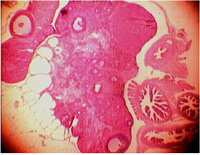 Figure 1. The ovary. In the ovarian tissue, the cysts were mainly appeared by a single intramuscular dose of estradiol valerate, 2 mg in 0.2 ml of corn oil