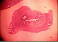Figure 3. In uterus, better endometrial tissue arrangements were also observed upon Chamomile administration