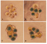 Figure 1. Expression of LacZ on the siRNA transfected mouse embryos. A) Embryos without zona pellucida cul-tured to 8-cell stage without virus infection; B-D) Adeno-viral infection group, LacZ expression blastomeres stained blue)