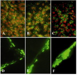 Figure 2. Immunolocalization of Cx43 (A-C) and lucifer yellow dye transfer (D-F) in GCs on day 4 of culture. GCs were plated on EHS-drip without androstenedione (A & D), with l0-7 M (B & E) or l0-5 M (C & F) androstenedione.  Although Cx43 distribution was not altered in either of the cultured conditions, GJIC was markedly enhanced when cells were treated with l0-5 M (F) androstenedione. Fluorescent microscopy images were obtained at 10X (A-C) and 20X magnifications (D-F)