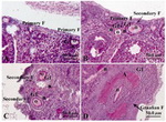 Figure 1. Photomicrographs of mouse ovary; A: Primordial and primary follicles; B: A primary and secondary follicle; C: Two secondary follicles; D: A Graafian follicle with a large antral cavity; O: Oocyte; Gl: Granulosa layer; Tl: Techa layer and A: antral cavity. Hematoxiline and PAS staining.  Magni-fication 400X. Bar: 50 micron 