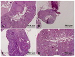 Figure 2. Photomicrographs of mouse ovary in different groups; A: control mouse; B: nicotine treated mouse; C: melatonin-treated mouse and D: nicotine+melatonin treated mouse. Notice regression of ovary and decrease in number and size of follicles in nicotine-treated ovary (B). In D, mela-tonin has improved the folliculogenesis in the ovary in com-parison with nicotine-treated mouse. Hematoxiline and PAS staining. Magnification 100X. Bar: 50 micron 