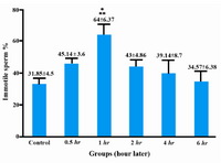 Figure 2. Sperm immobility percentile after intra-gastric gavage Ruta graveolens L. aqueous extract in different intervals. Data are shown as means±SEM, *p <0.05 compared to the 6-hour group, **p <0.01 compared to the controls