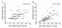 Figure 2. The relationship between sperm MDA concentra-tion and the number of cigarette, A) and duration of smok-ing, B) in male smokers