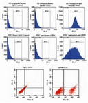 Figure 2. Flow cytometric analysis of isolated EnSCs for mesenchymal stem cell markers (CD90, CD105 and CD146), hematopoietic marker (CD34), endothelial marker (CD31). As shown in figure 2 the isolated cells are positive for CD90, CD105 and CD146 and are negative for CD31, CD34