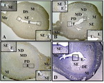 Figure 2. Immunohistochemistry of RHAMM in endome-trium of implantation groups: RHAMM expression of epi-thelial cells (E) are strong in mesometrium on D4 (2a) and D6 (2c) compared with antimesometrium. There are no dif-ferences in RHAMM expression in the subepithelium (SE) among the implantation groups. Strong RHAMM expres-sions are seen in the mesometrial part of predecidual (PD) and mature decidual (MD) regions on D5 (2b) and D6 com-pared with the antimesometrial region. In the non-decidual regions (ND), RHAMM expressions are strong in the meso-metrium on D4 and D5. Negative control without primary antibody (2d). M: Myometrium; Me: Mesometrium. Origin-al magnification 100×, insert 400×