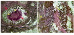 Figure 5. Cross-section from ovary 63 days after bilateral uterine artery ligation, A: granulosa cells (arrow) and the oocyte (arrow head) are presented with dense reaction for lipase enzyme; B: High magnification from granulosa cells and theca layer, note lipase positive sites in granulosa cells (arrows) and in theca cells (arrow head). Lipase enzyme staining, (A, 600× and B, 1000 ×)