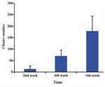 Figure 3. Number of spermatogonial cluster proliferation during culture on laminin-coated plates, p<0.001