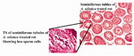 Figure 2. Transverse sections (TS) of the seminiferous tubules of rats treated with Acacia nilotica