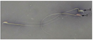 Figure 1. MTX+EP group, live sperm; 1: with uncoloured head and dead sperm; 2: with red head (Eosin Y Nigrosin ×1000)