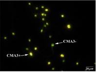 Figure 1. Chromomycin A3 (CMA3) staining: CMA3+ or protamine deficient spermatozoa appear as bright yellow, CMA3- or spermatozoa with normal protamine appear yellowish green