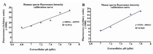 Figure 1. Calibration curve of human (panel A) and mouse (panel B) sperm fluorescence intensity at various extracellular pH. BCECF-loaded sperm were treated with 0.1% Triton-X 100 at various extracellular pH (pHe) and the fluorescence intensity was measured. Fluorescence intensity values were then plotted against pHe values to obtain the calibration curve.