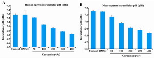 Figure 2.  Human (panel A) and mouse (panel B) sperm intracellular pH (pHi) after curcumin treatment. BCEF-loaded sperm were treated with increasing concentrations of curcumin and the fluorescence intensities were measured and converted to intracellular pH using the calibration curve. Intracellular pH (pHi) values (Mean±SE) from 3-5 independent experiments using sperm from 3-5 different men and mice are shown. There was no effect of any concentration of curcumin tested per se on fluorescence intensity without sperm.