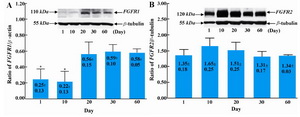 Figure 2. Western blot analyses of FGFR1 and FGFR2 during postnatal testicular development. The protein levels of FGFR1; A: are low at the neonatal and premature period, then increase from the peripubertal stage to adulthood. FGFR2; B: remains unchanged throughout entire postnatal period. 
n=3, * p<0.05 compared with day-20 to -60


