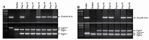 Figure 4. Deletion of the floxed Fgfr1; A) and Fgfr2; B) alleles by Tex101-iCre in male germline. Representative PCR genotyping results of a litter of pups from breeding of a Tex101-iCre;Fgfr1 flox/flox (A) or Tex101-iCre;Fgfr2flox/flox (B) male with a wild-type female, respectively. Note the lack of the Fgfr1fl (A) and Fgfr2fl (B) alleles and the presence of the Fgfr1∆ and Fgfr2∆ alleles in all pups, indicating complete deletion of the floxed Fgfr1 and Fgfr2 alleles in the male germline, regardless of the presence of iCre transgene in the progeny