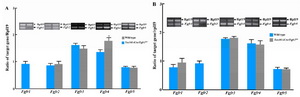 Figure 5. Complete lack of Fgfr1; A: or Fgfr2; B: expression in isolated testicular germ cells of Tex101-iCre;Fgfr1flox/flox; A) and Tex101-iCre;Fgfr2flox/flox; B) adult mice. Semiquantitative RT-PCR shows that deletion of Fgfr1 or Fgfr2 gene did not significantly influence the expression of other Fgfrs in the germ cells of mutant mice (A & B) except that Fgfr4 expression is significantly elevated in Tex101-iCre;Fgfr1flox/flox mice (A), n=3.
* P<0.05 as compared to wild-type
