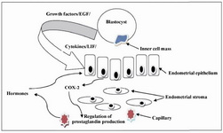 Firure 3. Schematic diagram of implantation process