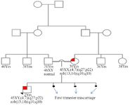 Figure 1. The family pedigree