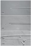 Figure 1. Human spermatozoon: morphological appearance in microinjection pipette, &times;200, &times;400 and &times;6000. The morphological integrity of sperm is clearly visible at &times;6000