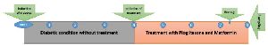 Diagram 1. The study was designed from the induction of diabetes till tissue sampling. This study lasted 8 weeks, 4 weeks in diabetic condition without treatment and the other 4 weeks, treatments with pioglitazone and metformin were applied