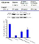 Figure 2. Comparison of &alpha;3&beta;1 integrin protein levels in rat endometrium at the time of embryo implantation. All values were presented as mean&plusmn;SEM. Error bars represent standard error of mean. p&lt;0.05 was considered statistically significant. Data analysis reveals that significant differences were observed between all four groups. In western blot image, D=diabetic control, C=control group, D+P=diabetic rats treated with pioglitazone and D+M=diabetic rats treated with metformin