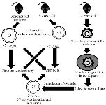 Figure 1. Scheme representing principle steps of work