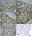 Figure 3. Immunohistochemical staining of human endometrium for Flk-1. Endometrial tissues at the A: proliferative phase (days 7-12); B: peri-ovulatory phase (days 13-15); C: early-secretory phase (days 16-18) D: mid-secretory phase (days 19-21) and E: late-secretory phase (days 24-26). F: Negative control. LE: Luminal Epithelium; GE: Glandular Epithelium; S: Stroma. Original magnification x40. Scale bar=50 μm. The red arrows indicate positive immunostaining