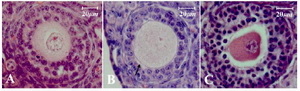 Figure 2. Morphology of the secondary follicles after direct cover vitrification; A: normal or intact follicle; B: influenced follicle whit slightly disruption of contact between innermost granulosa cells and oocyte (black arrow); C: degenerated follicle