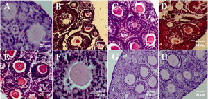 Figure 3. Light microscopic images of mouse ovarian tissue; A: non-frozen; B: DCV1 group that vitrified alone in 5% EG, C: DCV2 group that vitrified in 10% EG; D: DCV3 group that vitrified alone in 5% DMSO, E: DCV4 group that vitrified in 10% DMSO, F; DCV5 group that vitrified in 5% EG + 5% DMSO, G: DCV6 group that vitrified in 10% EG + 10% DMSO and H: DCV7 group that equilibrated in DCV5 and then DCV6 and finally vitrified in DCV6 concentration
