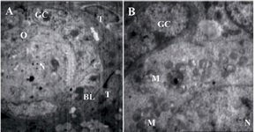 Figure 4. Photomicrograph of early primary follicle (intermediary follicle) in the DCV7 group showing the oocyte (O) encircled by one layer of both flattened and cuboidal granulosa cells (GC). Note the slightly centric nucleus (N), a homogeneous basal lamina (BL) and the theca cells (T) showing fibroblasts with elongated nuclei. The nucleus and the cytoplasmic organelles are well preserved in all combination cryoprotectants (EG +DMSO) groups. TEM: Ax1293, Bx 4646