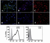 Figure 1. Characterization of ESCs. ESCs were purified from endometrial samples and their characteristics were determined as vimentin+; A: Nestin+; b: and cytokeratin-; C: by immunofluorescent staining (upper panel) and CD10+ and CD45- by flow cytometry (lower panel). D-F: are corresponding reagent negative controls for vimentin, Nestin and cytokeratin stainings, respectively. Nuclei were either stained with 7AAD (red) or DAPI (blue). Scale bare: 50  &#956;m