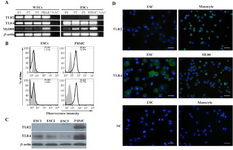 Figure 2. Assessment of TLR2, TLR4 and MyD88 expression by ESCs and WECs. A: Assessment of TLR2, TLR4 and MyD88 transcripts expression by ESCs and WECs using RT-PCR. B: Flow cytometric analysis of TLR2 and TLR4 expression by ESCs. C: Western blot analysis of TLR2 and TLR4 expression by ESCs. In RT-PCR and Western blot analyses, PBMC was used as positive control. Monocyte gate of PBMC served as positive area in flow cytometry. D: Immunofluorescent staining of TLR2 and TLR4 in ESCs. Monocytes and HL60 cells were used as positive cell controls for TLR2 and TLR4 immunofluorescent stainings, respectively. Reagent negative control (NC) slides received isotype- matched preimmune normal serum. Nuclei were counterstained with DAPI. P1-3: Three representative participants 1-3, ESCs1-3: Endometrial stromal cells from three representative participants, PBMC: Peripheral blood mononuclear cells, NAC: No amplification control