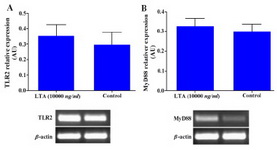 Figure 5. Effect of LTA on TLR2 and MyD88 gene expression in WECs. WECs were treated with LTA (10000 ng/ml) for 8 hr and expression of TLR2 and MyD88 genes was evaluated by RT-PCR. Representative TLR2 and MyD88 PCR bands are shown at the bottom of each graph.
 
AU: Arbitrary unit