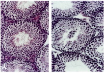 Figuer 1. Histological micrograph of seminiferous tubule in A: control group, epithelial layers from adjacent of the basement membrane to centre of the tubule with presence of spermatozoa; B: group of 15 μM/kg, cells adjacent to the basement membrane are seen with pycnotic nucleus and spermatozoa are depleted. Clefts appeare in epithelium. Magnification 400