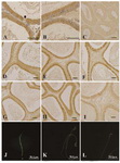 Figure 3. The expressions of SPAG11E protein in the epididymis and spermatozoa of ELV adolescent rats and corresponding control group. Original magnification ×40 (C, D, E, F, G, H and I) and ×100 (A, B, J, K and L). A, B: the cell-specific pattern of localization of SPAG11E in the epididymal epithelium (hematoxylin couterstaining). The supranuclear cytoplasm of principle cells exhibited im-munopositive staining, the clear cells, halo cells and basal cells showed immunonegative. ●: clear cell; ☆: halo cell; △: basal cell. C, D, E, F: the region-specific expression pat-tern of SPAG11E in the epididymis. Except for the initial segment (C), the remaining parts were immumopositive, weak in the distal caput (D), strong in the proximal, middle corpus (E) and the cauda (F). G, H, I: The expressions of SP AG11E in the distal caput, proximal corpus and the cauda of ELV rats. J: the localization of SPAG11E in spermatozoa of control rats. Anti-SPAG11E immunofluorescent staining was most intense in the acrosome of head and neck segment, middle segment and principal segment of spermatozoa tail. K: the expression of SPAG11E in spermatozoa from the right epididymis of ELV rats. L: the expression of SPAG11E in spermatozoa from the left epididymis of ELV rats, the intensity was obviously decreased when compared with J 