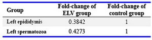 Table 2. The differences in the expression levels of Spag11 mRNA in the left epididymis and spermatozoa of ELV group compared with that of the corresponding control group