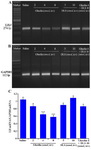Figure 4. Effects of ghrelin, [D-Lys3]-GHRP-6 (DLS) or co-administration of ghrelin and DLS on amplification products of PCR; LH&beta; subunit; A: GAPDH; B: Gene expression levels and the relative expression levels of LH&beta; to GAPDH; C: In male Wistar rats. Data are represented as mean&plusmn;SEM; *** p&lt; 0.001 vs. saline group; &dagger;&dagger;p&lt;0.01 and &dagger;p&lt;0.05 vs. ghrelin (4 nmol) group