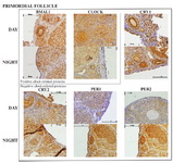 Figure 2. Representative primordial follicle histology sections with the six clock proteins expression indicated by brown staining. Box encloses BAML1 and CLOCK (positive arm) proteins