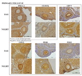 Figure 3. Representative primary follicle histology sections with the six clock proteins expression indicated by brown staining. Box encloses the BAML1 and CLOCK (positive arm) proteins