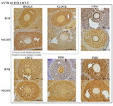 Figure 4. Representative antral follicle histology sections with the six clock proteins expression indicated by brown staining. Box encloses the BAML1 and CLOCK (positive arm) proteins