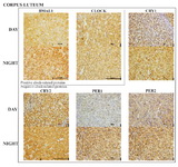 Figure 5. Representative corpus luteum histology sections with the six clock proteins expression indicated by brown staining. Box encloses the BAML1 and CLOCK (positive arm) proteins