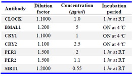 Table 1. Primary clock related optimized antibody dilutions and incubation times
RT: Room Temperature; ON: Overnight
